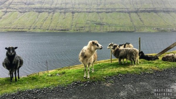 Borðoy, Kunoy and Svínoy - Faroe Islands