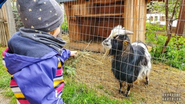 Roter Hahn - agritourism in South Tyrol