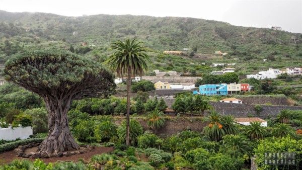 Tenerife - Canary Islands