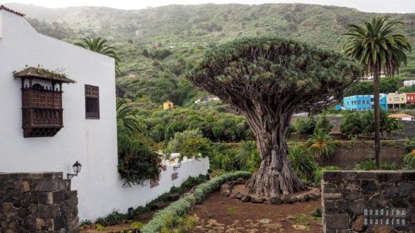 Tenerife - Canary Islands