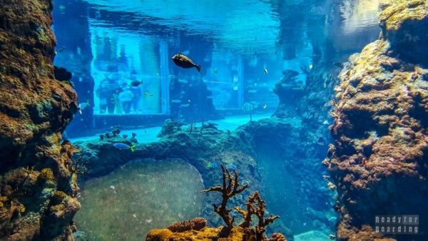 Oceanarium - Wroclaw