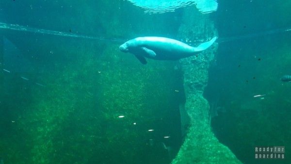 Oceanarium - Wroclaw